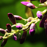 L-Dopa Bean